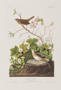 Illustration fra 