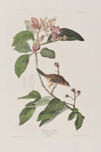 Illustration fra 