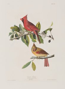 Illustration fra 