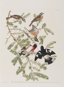 Illustration fra 