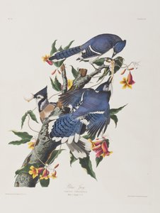 Illustration fra 