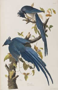 Illustration fra 