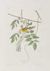 Illustration fra 