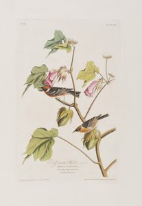 Illustration fra 