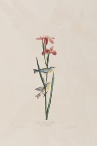 Illustration fra 