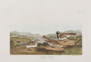 Illustration fra "Birds of America af John James Audubon