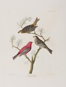 Illustration fra 