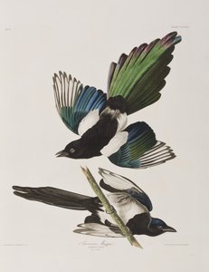 Illustration fra 
