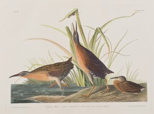 Illustration fra "Birds of America af John James Audubon