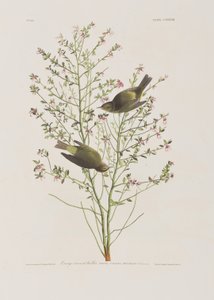 Illustration fra 