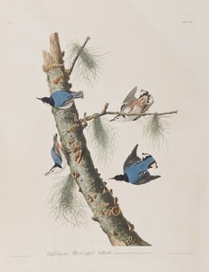 Illustration fra 