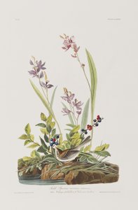 Illustration fra 