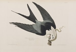 Illustration fra 