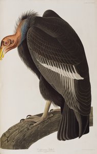 Illustration fra 