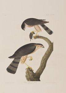 Illustration fra 