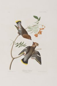 Illustration fra 