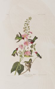 Illustration fra 