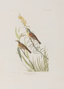 Illustration fra 