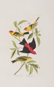 Illustration fra 