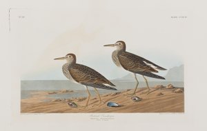 Illustration fra 