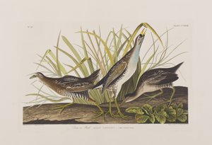 Illustration fra 