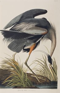 Illustration fra 