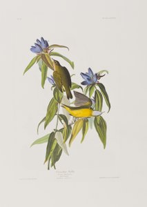 Illustration fra 