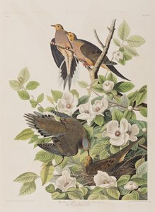 Illustration fra 