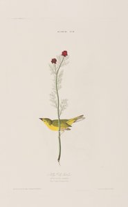 Illustration fra 