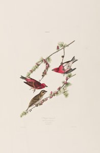 Illustration fra "Birds of America af John James Audubon