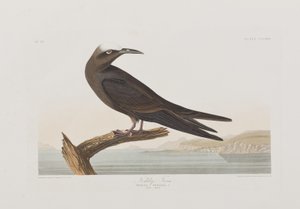 Illustration fra 