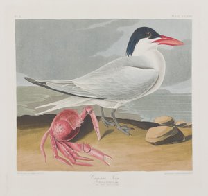 Illustration fra 