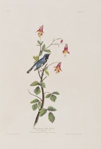 Illustration fra 
