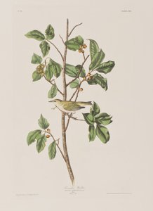 Illustration fra 