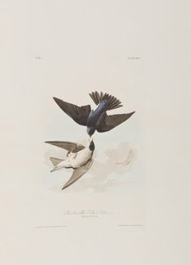 Illustration fra 