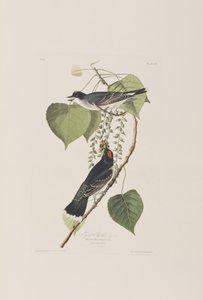 Illustration fra 