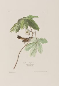 Illustration fra 