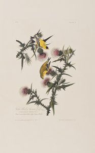 Illustration fra 