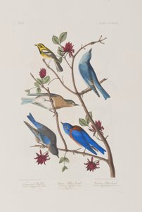 Illustration fra 
