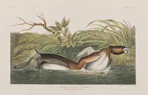 Illustration fra 