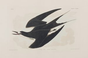 Illustration fra 