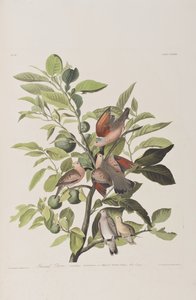 Illustration fra 