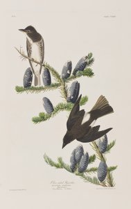 Illustration fra 