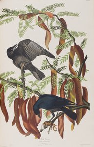 Illustration fra 