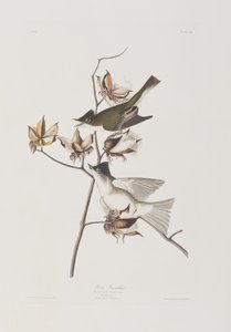 Illustration fra 