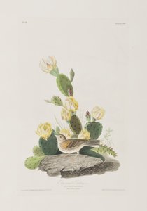 Illustration fra 