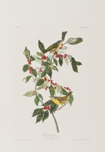 Illustration fra 