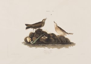 Illustration fra 