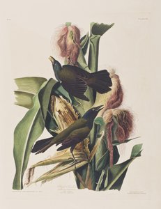 Illustration fra 