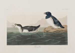 Illustration fra 